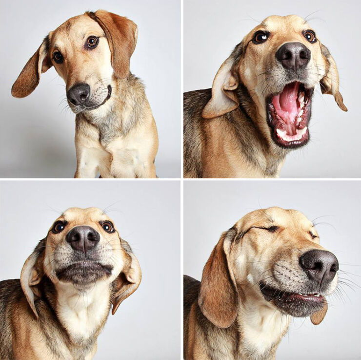 adopted-dog-teton-pitbull-humane-society-utah-15