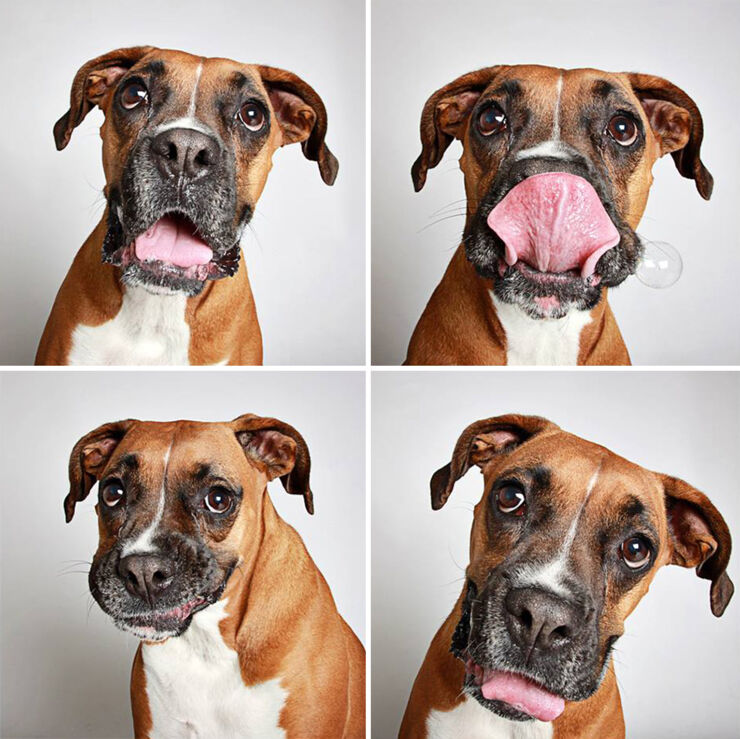 adopted-dog-teton-pitbull-humane-society-utah-24
