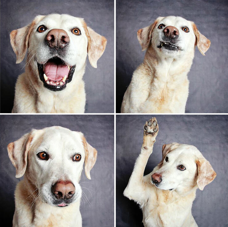 adopted-dog-teton-pitbull-humane-society-utah-25