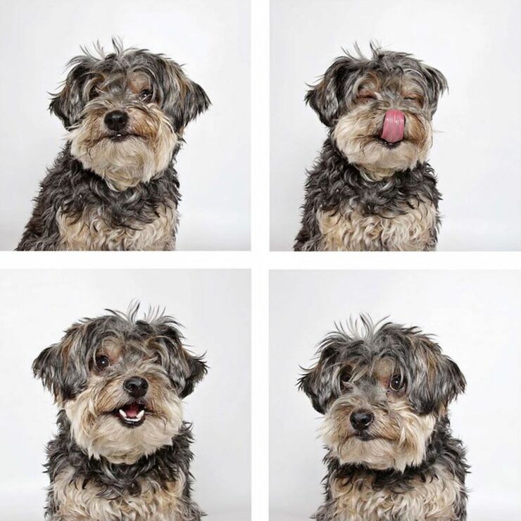 adopt-shelter-dogs-photobooth-humane-society-26__880