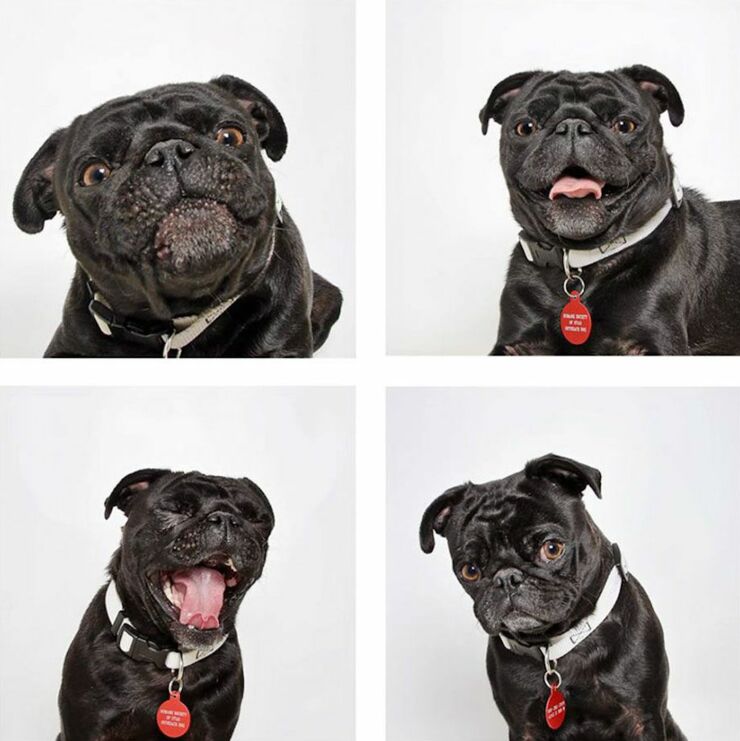 adopt-shelter-dogs-photobooth-humane-society-30__880