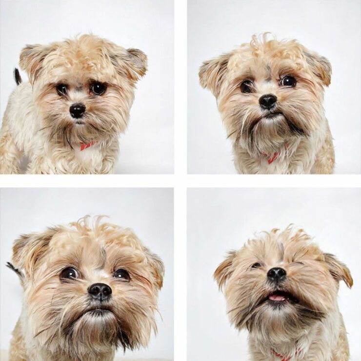 adopt-shelter-dogs-photobooth-humane-society-50__880