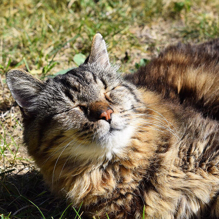 oldest-cat-living-guinness-world-records-corduroy-38