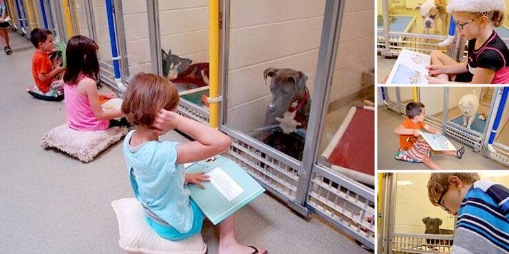 Kids Read To Shy Shelter Dogs To Help Socialise Them