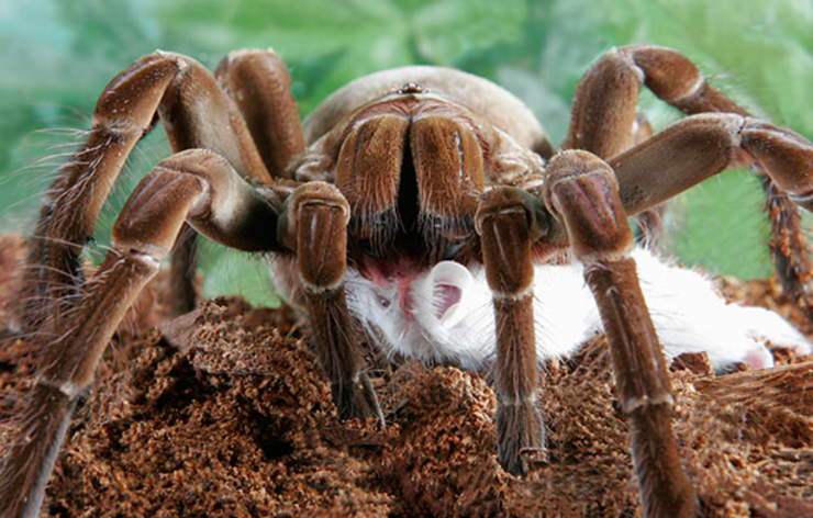 Goliath-Birdeater-2