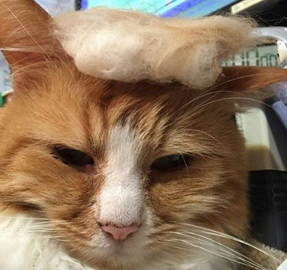 Turn You Pet Into Donald Trump #TrumpYourCat