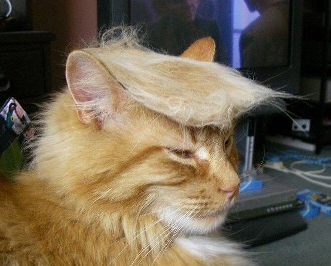 trump-cat1