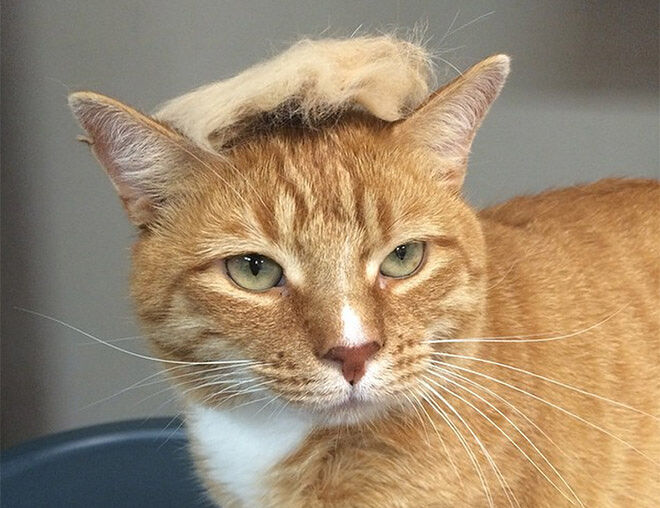 trump-cat5