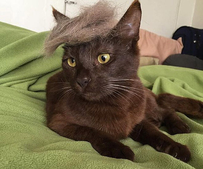 trump-cat7