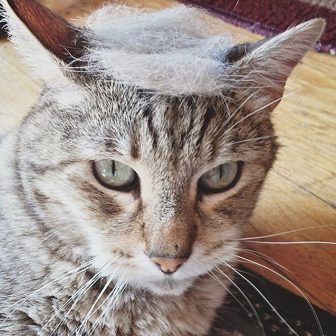 trump-cat11