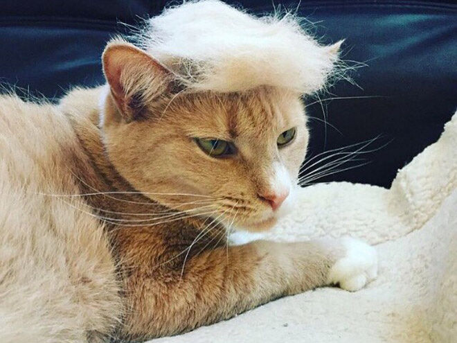 trump-cat15