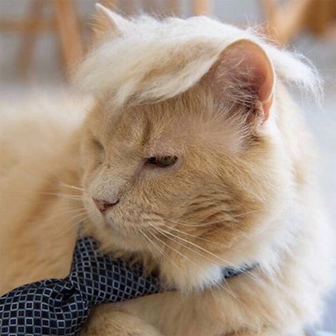 trump-cat18