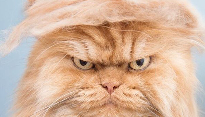 trumpyourcat