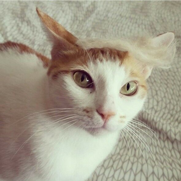 trumpyourcat1 (2)