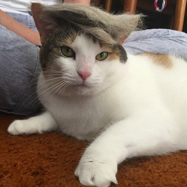 trumpyourcat1