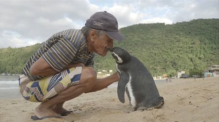 man-saves-penguin-returns-swims-5000-miles-18