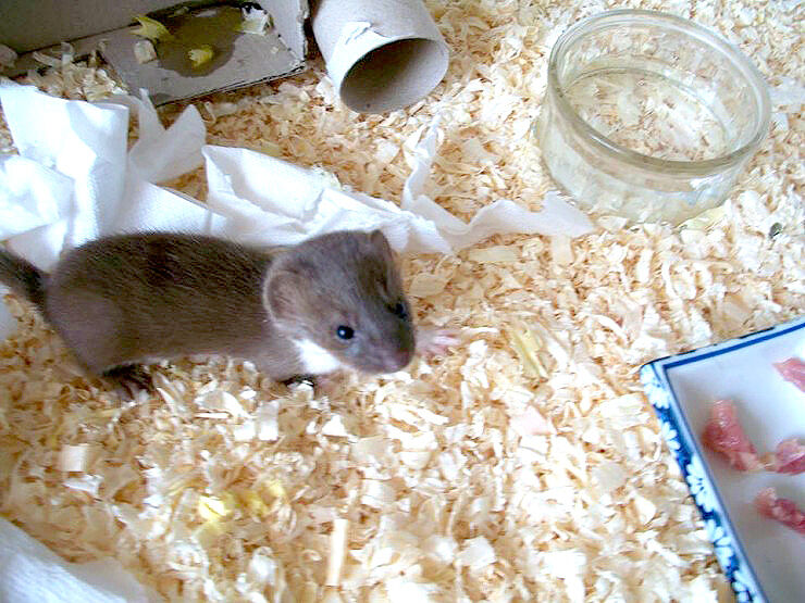 Everyone Needs A Desk Weasel Like Ozzy