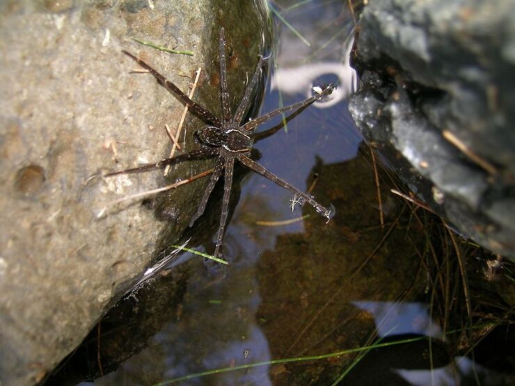 Dolomedes_briangreenei_2