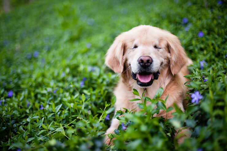 smiley-blind-therapy-dog-golden-retriever-stacey-morrison-2
