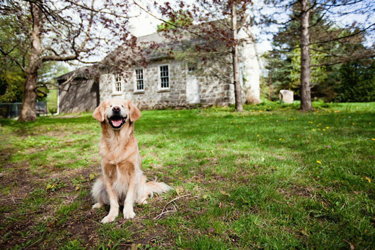 smiley-blind-therapy-dog-golden-retriever-stacey-morrison-6