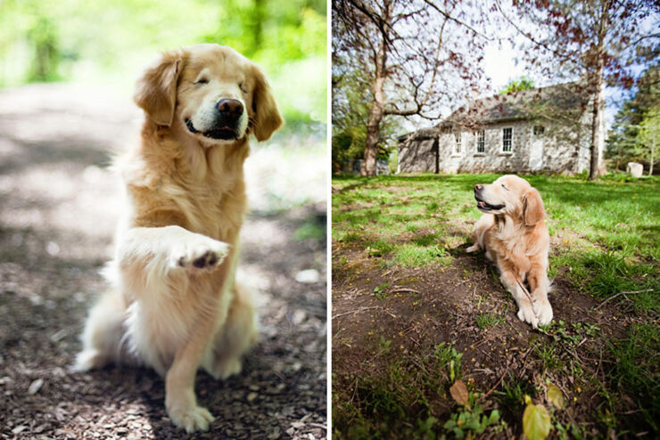 smiley-blind-therapy-dog-golden-retriever-stacey-morrison-10