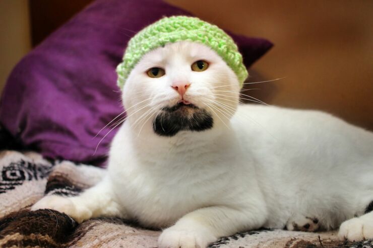 PAY-hipster-cat (2)