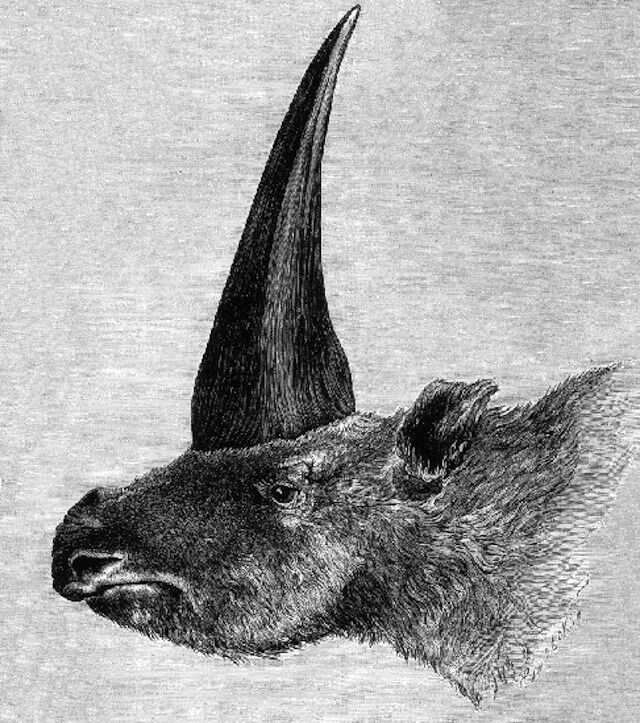 Elasmotherium_1878