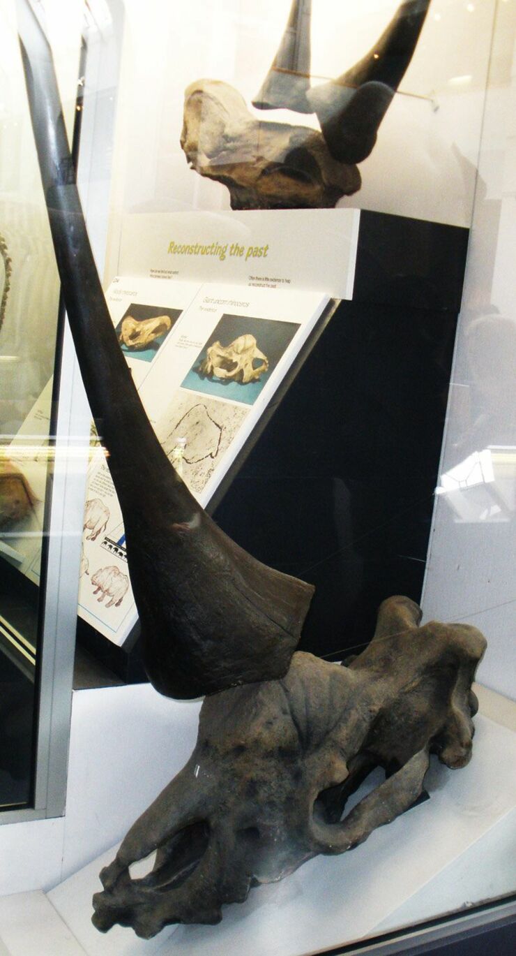 Elasmotherium-sibiricum-siberian-unicorn-002.jpg.838x0_q80