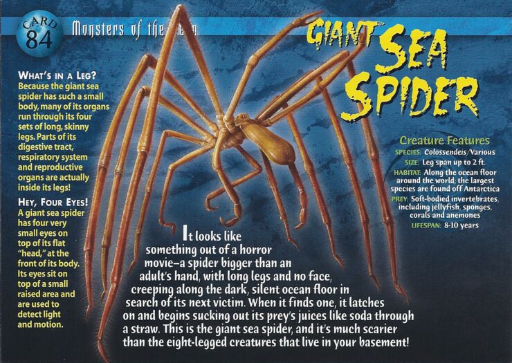 Giant_Sea_Spider_front