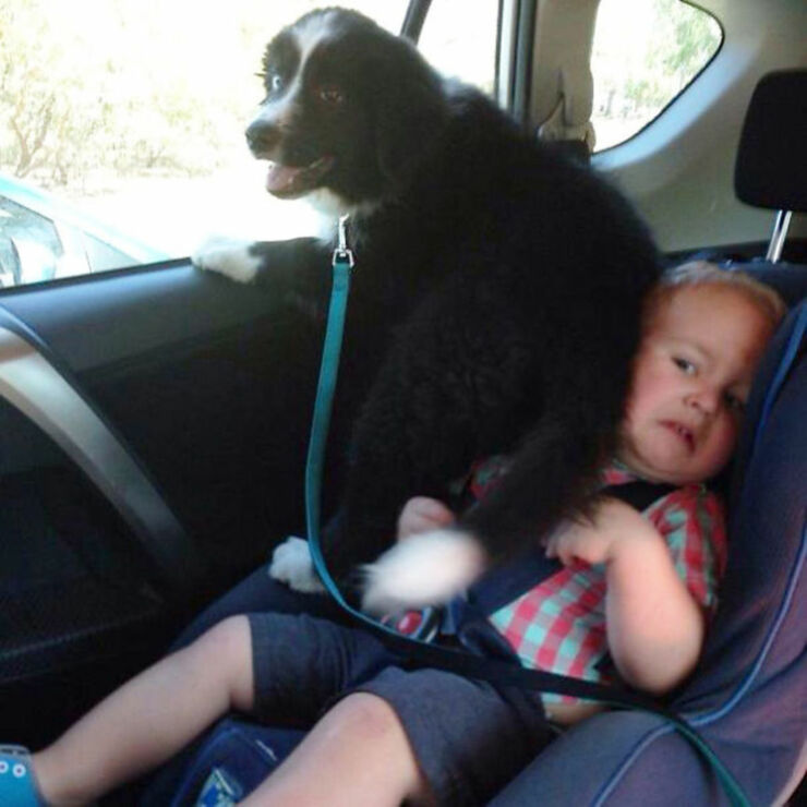 60 Dogs That Prove That Canines Have No Understanding Or Concept About Personal Space