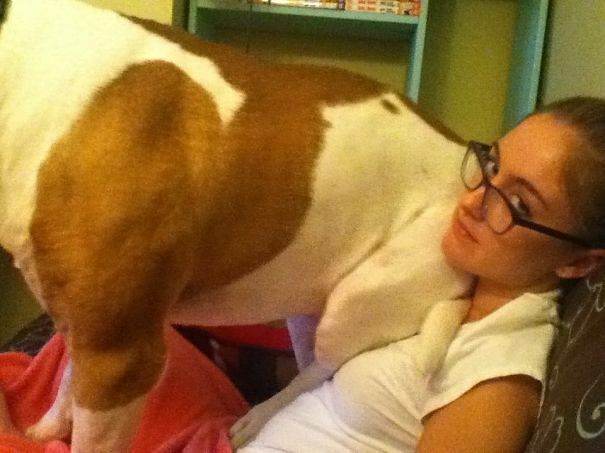 60 Dogs That Prove That Canines Have No Understanding Or Concept About Personal Space