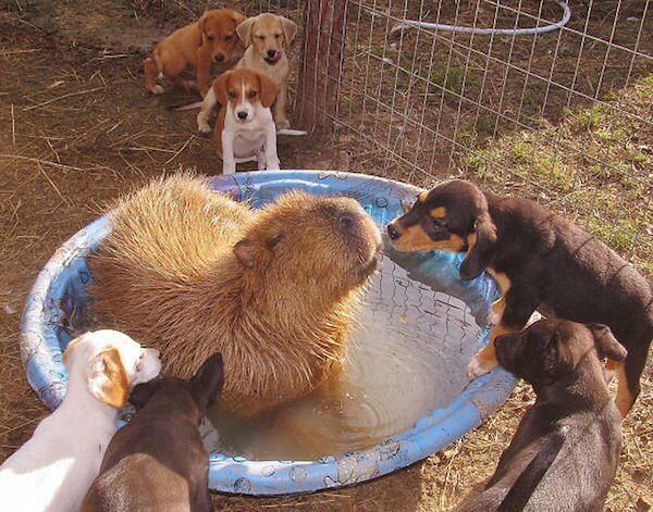 Capybara are a member of the genus Hydrochoerus - 01.