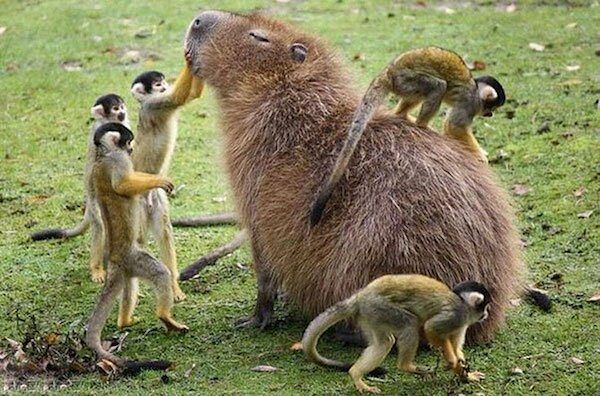 Capybara are a member of the genus Hydrochoerus - 02.