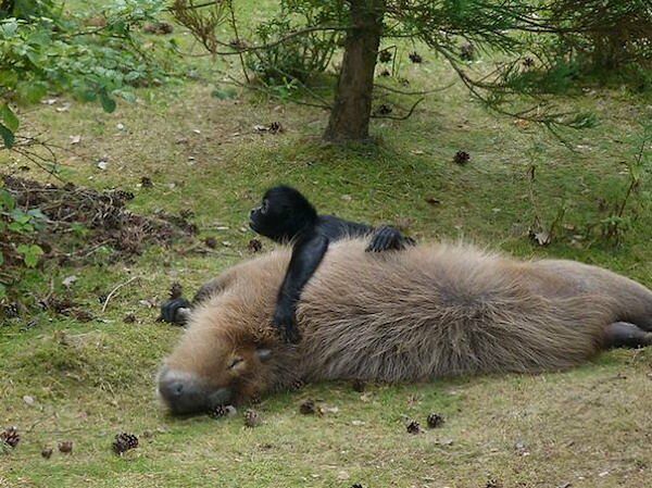 Capybara are a member of the genus Hydrochoerus - 03.