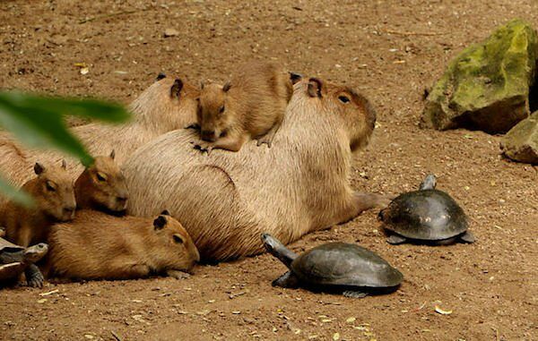Capybara are a member of the genus Hydrochoerus - 04.