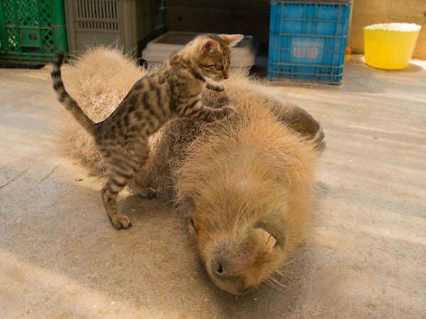 Capybara are a member of the genus Hydrochoerus - 05.