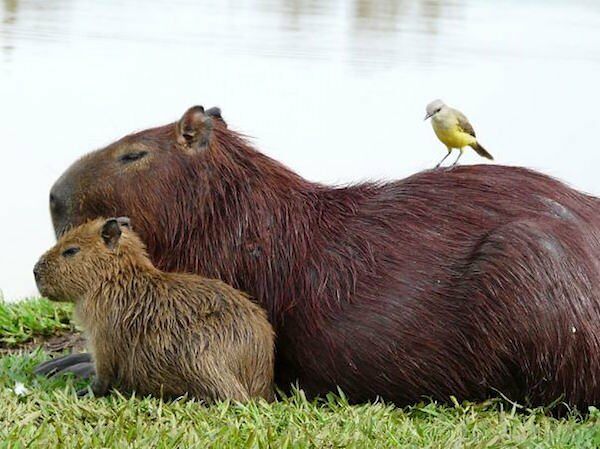Capybara are a member of the genus Hydrochoerus - 06.