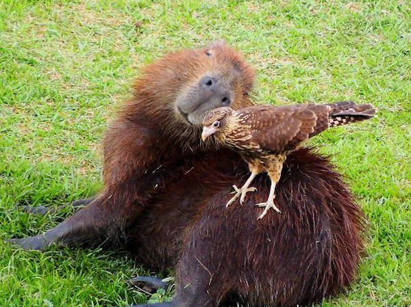 Capybara are a member of the genus Hydrochoerus - 07.