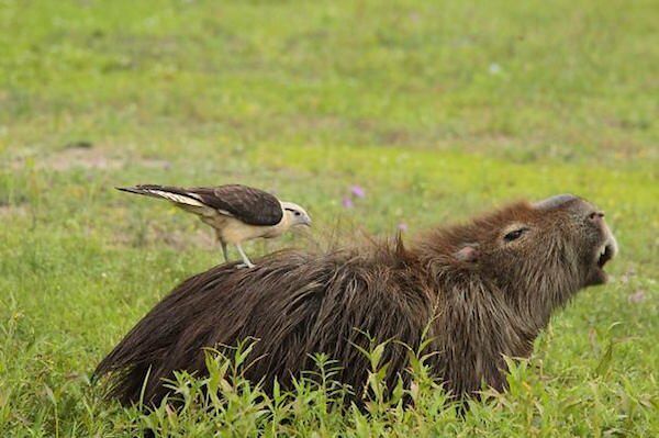 Capybara are a member of the genus Hydrochoerus - 09.