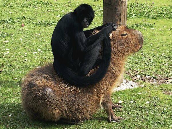 Capybara are a member of the genus Hydrochoerus - 10.