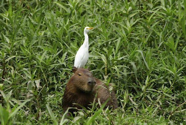 The friendliest animal in the animal kingdom - 10.