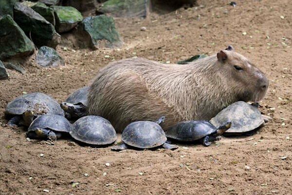 Would Capybaras Make A Good Exotic Pet - 01.