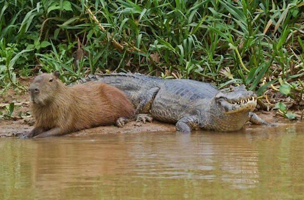 Would Capybaras Make A Good Exotic Pet - 02.