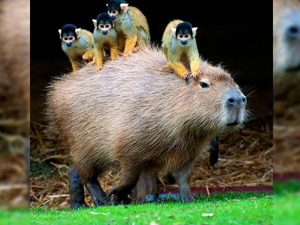 Would Capybaras Make A Good Exotic Pet - 03.