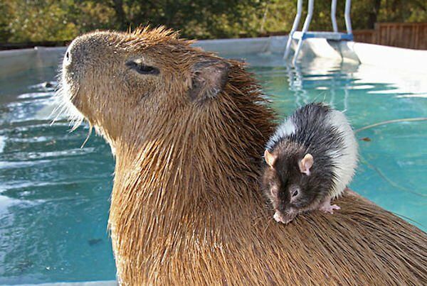 Would Capybaras Make A Good Exotic Pet - 04.
