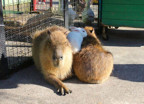 Would Capybaras Make A Good Exotic Pet - 05.
