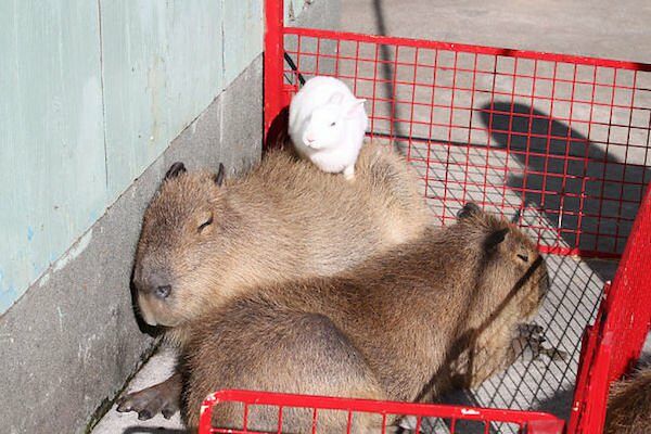 Would Capybaras Make A Good Exotic Pet - 06.