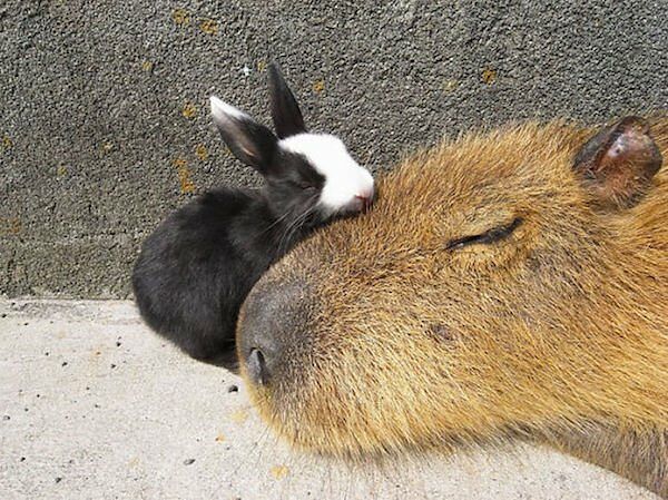 Would Capybaras Make A Good Exotic Pet - 07.