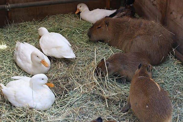 Would Capybaras Make A Good Exotic Pet - 09.
