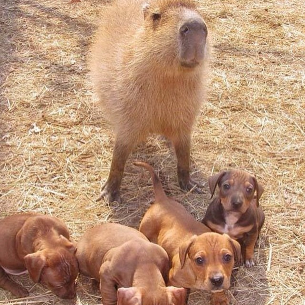 Would Capybaras Make A Good Exotic Pet - 10.